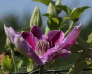 Clematis Dr_Ruppel_1.webp