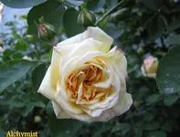 IMG_2564-001.webp