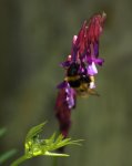 Hummel 140504.jpg