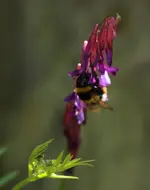 Hummel 140504.webp