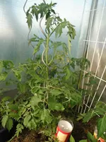DSCF7765.webp