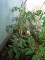 DSCF7766.webp