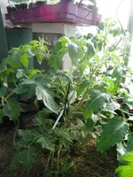 DSCF7768.webp