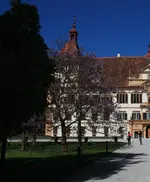 Baum lila Blüte.webp