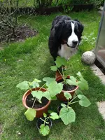 Zucchini.webp