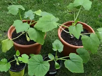 Zucchini1.webp