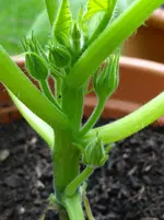 Zucchini2.webp