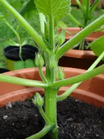 Zucchini3.webp