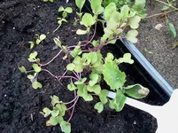 mai 156.webp