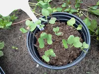 mai 155.webp