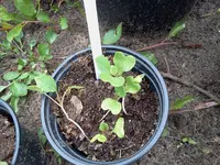 mai 154.webp