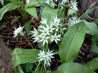 mai 090.webp
