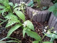 mai 092.webp