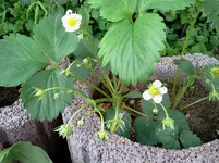 mai 091.webp