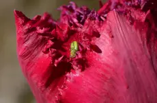 Krabbenspinne1.webp