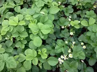 mai 095.webp