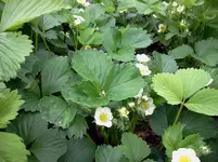 mai 097.webp