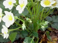 mai 096.webp