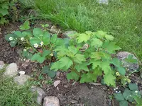 mai 102.webp