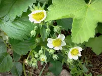 mai 199.webp