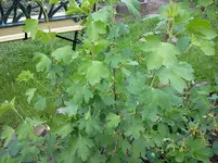 mai 104.webp