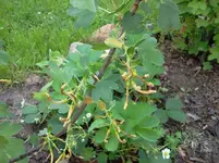 mai 105.webp