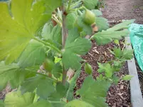mai 099.webp