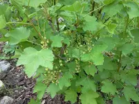 mai 103.webp
