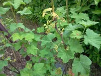 mai 130.webp