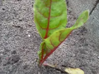 mai 084.webp