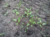mai 082.webp