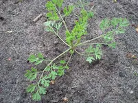 mai 087.webp