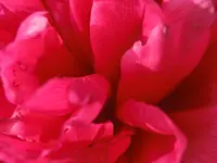 CIMG7480.webp