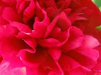 CIMG7485.webp