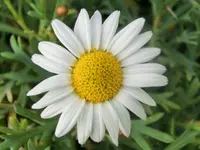 CIMG7486.webp