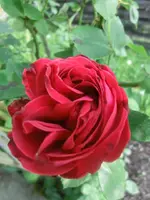 CIMG7494.webp