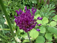mai 118.webp