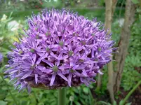 mai 119.webp