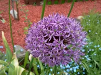 mai 219.webp