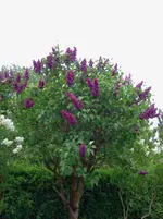 mai 063.webp