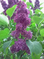 mai 064.webp