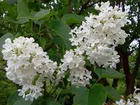 mai 180.webp