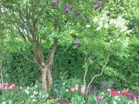 mai 212.webp