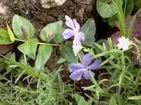 mai 110.webp