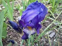 mai 117.webp