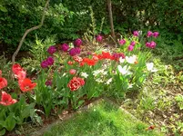 mai 036.webp