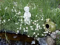 mai 125.webp