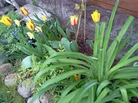 mai 138.webp
