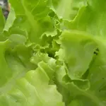 IMGP6189.webp