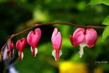 _Traenendes Herz.webp